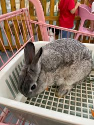 -Moni星球萌宠·小马宝莉·灵蛇·高端高阶全萌宠互动体验俱乐部(红豆国际广场店)