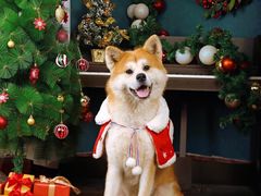 -超宠爱宠物摄影-Super pet