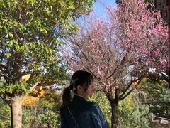 -三塔倒影公园