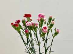 康乃馨-厦门第七菜市场