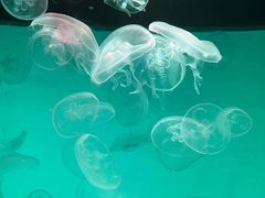 -沈阳海洋探索中心