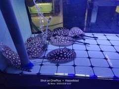 -中环花鸟鱼虫市场