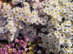 -兴芮温泉度假区