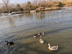 -溱湖国家湿地公园