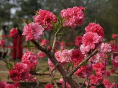 -海棠花溪(元大都城垣遗址公园)