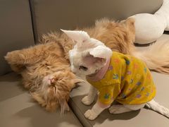 -猫腻·猫咖·撸猫馆(星光大道店)