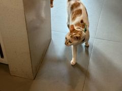 -Again Coffee Roaster(香蜜湖店)