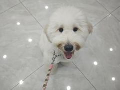 -安安宠医宠物医院·异宠·犬猫内科(岳阳分院)