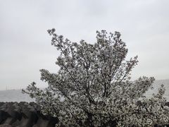 -上海滨江森林公园