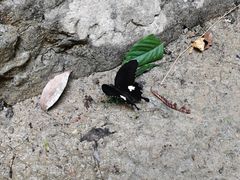 -武陵山森林公园