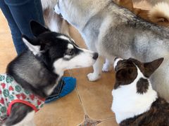 -Let's go狗咖·猫咖·奶狗·桌游(春熙路IFS店)