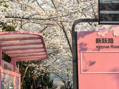 -高东镇樱花园