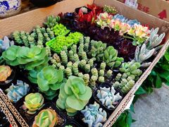 -双季花艺园艺市场(浦东店)