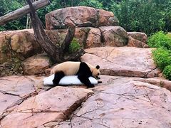 -广州长隆野生动物世界