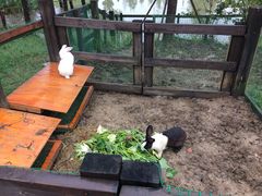 -田园东方蜜桃村的田野营地