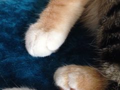 -Sirena海妖日咖夜酒