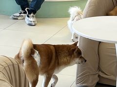 -怪兽屋·羊驼·猫咖·狗咖(俊华广场店)