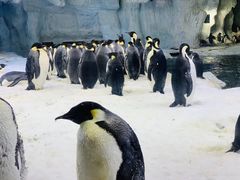 -帝企鹅自助餐厅•儿童岛•真企鹅(长隆企鹅酒店)