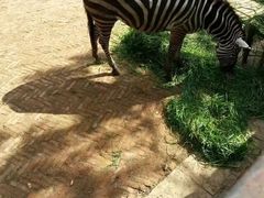 -昆明动物园