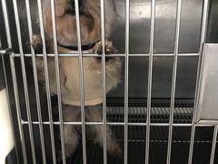 -安安宠医宠物医院·异宠·犬猫内科(岳阳分院)