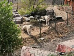 -新疆天山野生动物园