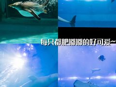 -正佳极地海洋世界