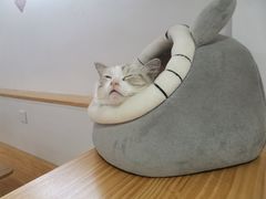 -李小姐の猫咖啡馆(五角场店)