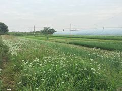 -南汇老顾农家乐采摘大团水蜜桃采摘店