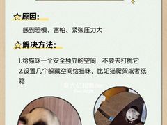 -翊宠yipet猫狗购宠庄园犬舍•猫舍