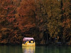 -上海海湾国家森林公园