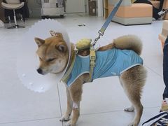 -达爱动物医院·犬猫分区·CT·复杂眼科(远洋山水分院)