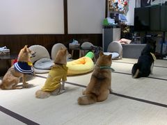 -逗柴咖啡屋·狗咖猫咖宠物桌游
