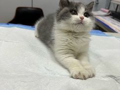 -pd派德宠物中心医院24H急重症·眼科中心·血液透析中心(嵩山北路店)