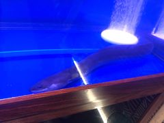 鳗鱼-西塔拾玖泥炉烤肉·活鳗(芝麻街店)