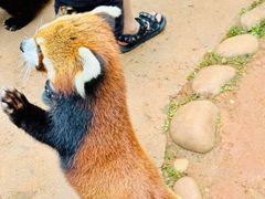 -云南野生动物园
