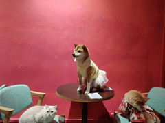 -猫色咖啡·猫咖
