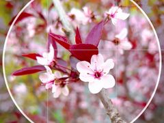 -海棠花溪(元大都城垣遗址公园)