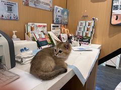 -pd派德宠物中心医院24H急重症·眼科中心·血液透析中心(嵩山北路店)