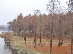-南汇新城城市公园
