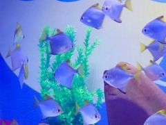 -烟台海昌鲸鲨海洋公园