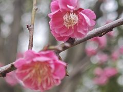 -无锡梅园公园