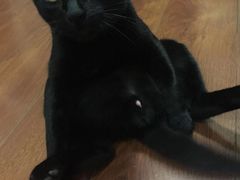 -PETKIT 小佩宠物·低压洗护·美容·寄养(安远店)