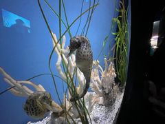 -瑞普利水族馆