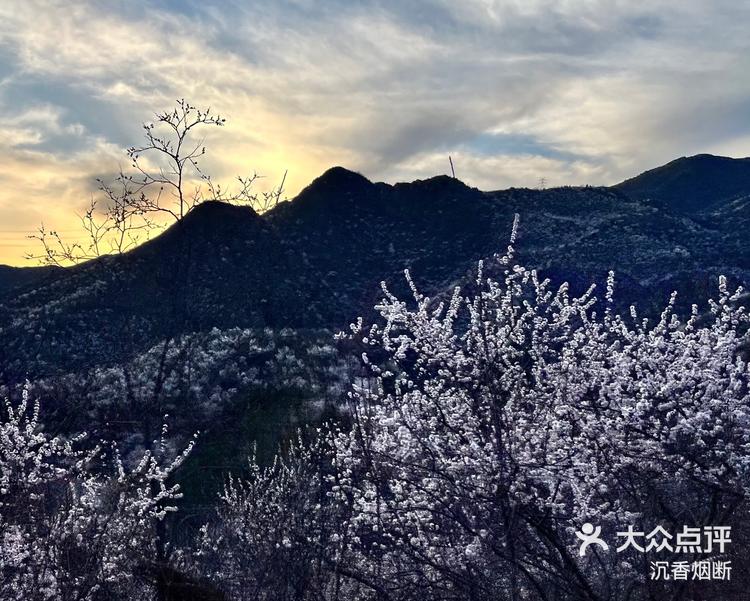 黄花水长城 桃花图片