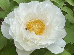 -石家庄市植物园