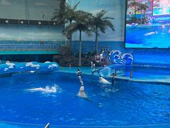-海合安成都极地海洋公园