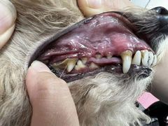 -宠福鑫康馨动物医院·骨科·眼科