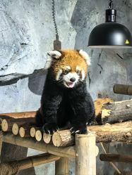 -Zoolung Zoolung动物主题公园(海信广场店)