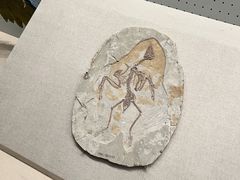 -辽宁古生物博物馆