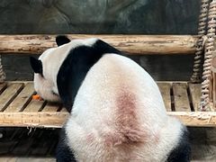 -深圳野生动物园